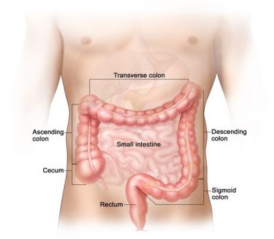 intestinal-disease-1
